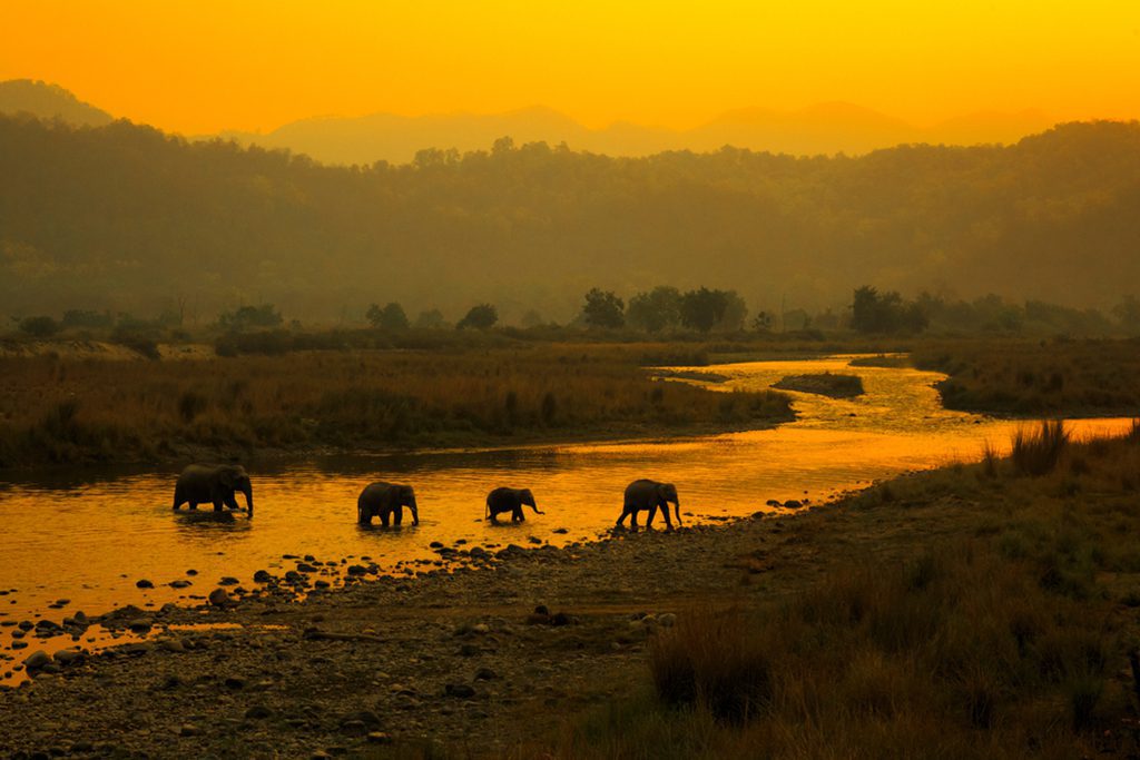 Elephants Crossing River in Jim Corbett National Park