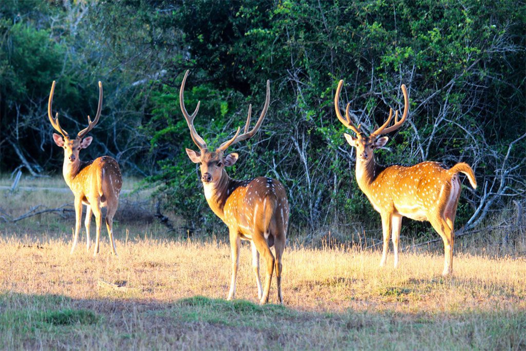 Spotted deer at Kumana National Park, Sri Lanka