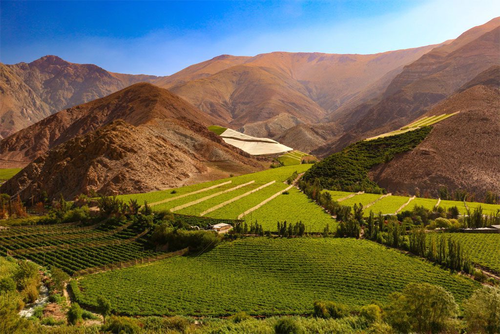 Vineyards in the hills of Valle del Elqui in Chile