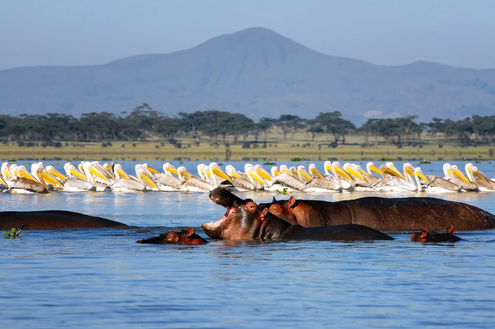 Hippos and pelicans in Lake Naivasha National Park, Kenya