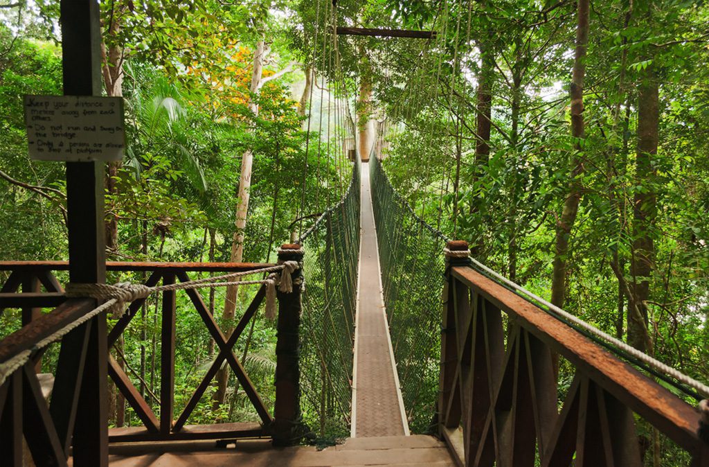 Canopy walkway. Taman Negara National Park, Malaysia