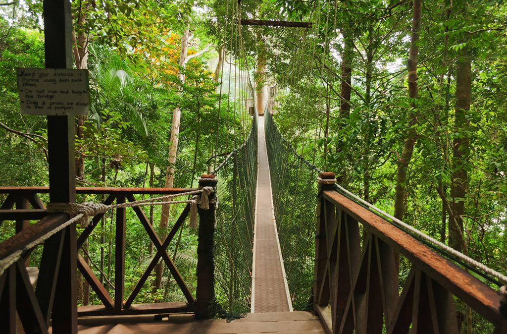 Canopy walkway in Taman Negara National Park, Malaysia