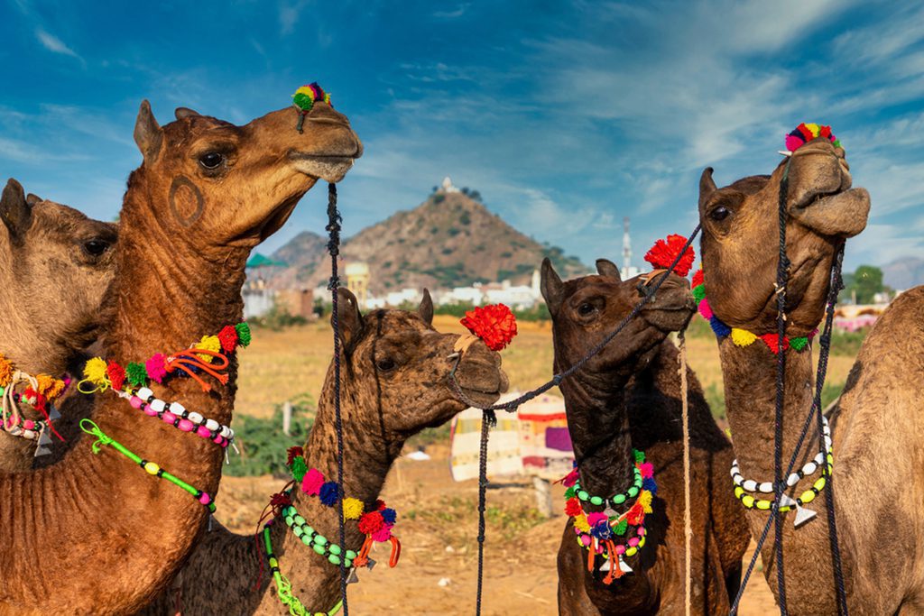 Decorated Camels at Pushkar Camel Fair