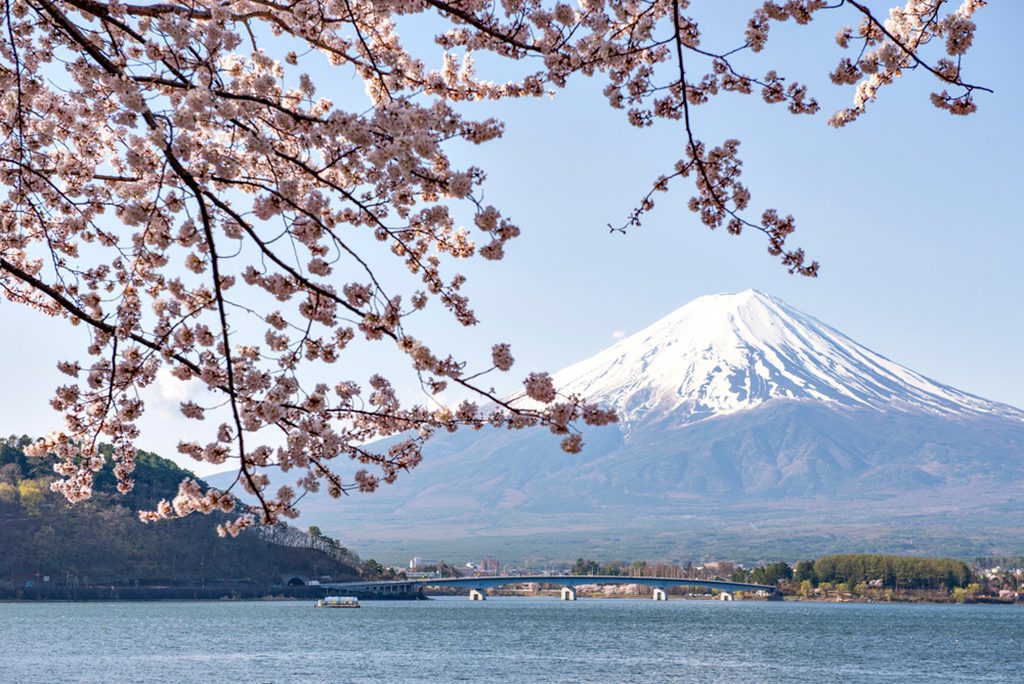 Fuji Mountain and Pink Sakura in Spring at Kawaguchiko Lake, Japan
