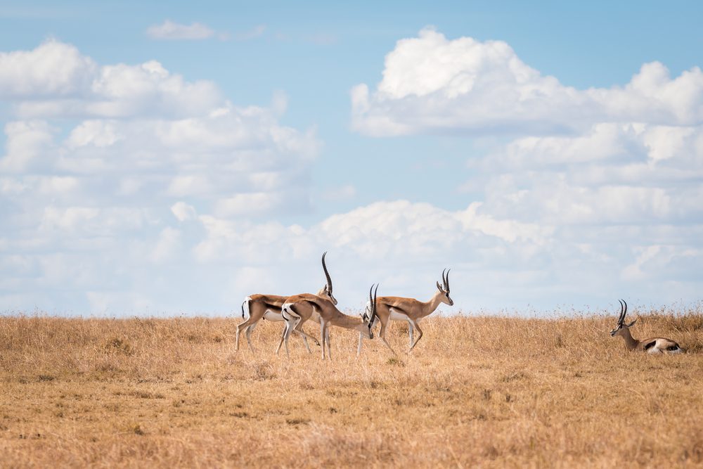 Four Grant's Gazelles on the savannah in Laikipia, Kenya