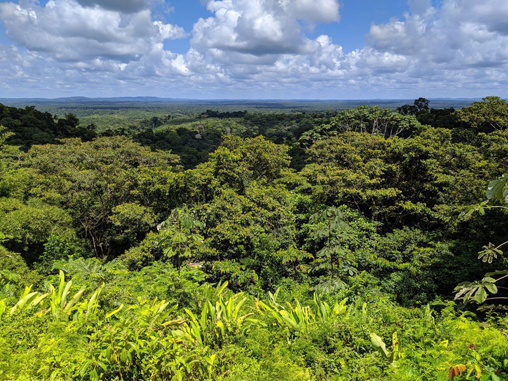 Beautiful view of the lush rainforest of French Guiana, part of the Amazon jungle, near Belizon Cacao.