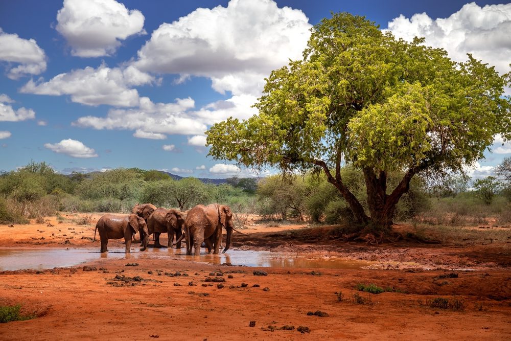 Elephant family in a beautiful African landscape, Kenya