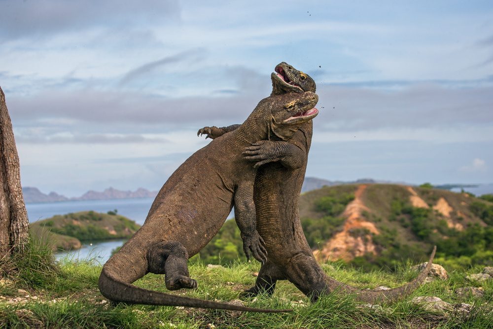 Two Komodo dragons fighting with each other in Indonesia.