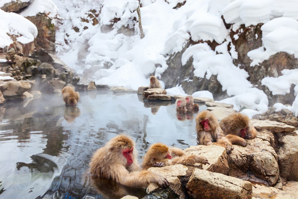 Snow Monkeys bathing in hot springs, Nagano, Japan