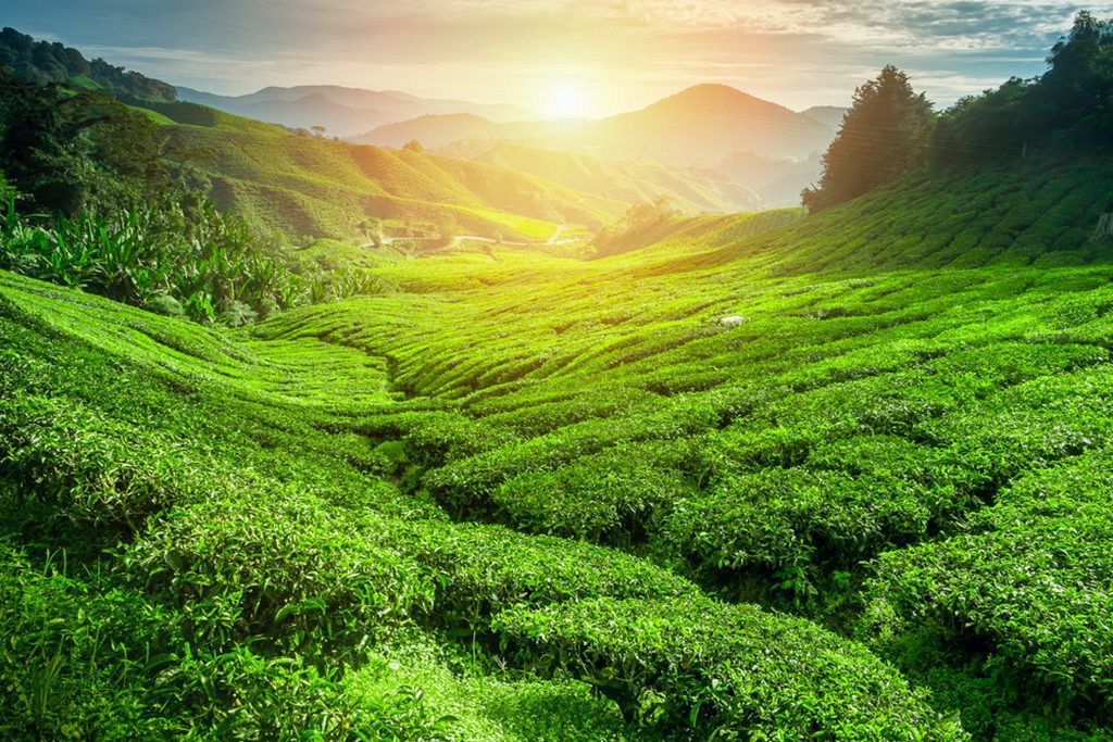 Tea plantation in sunset time