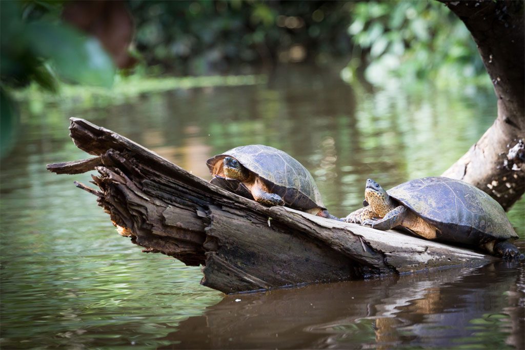 Turtles sunbathing in Tortuguero National Park canals and rainforest in Costa Rica.