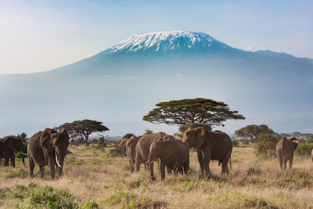 Mt. Kilimanjaro and savannah landscape with elephants in Amboseli National Park, Kenya.