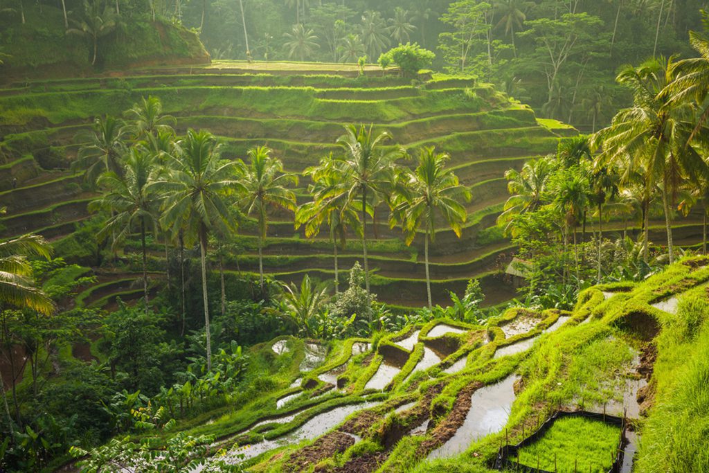 Rice Terraces near Tegallalang Village, Ubud