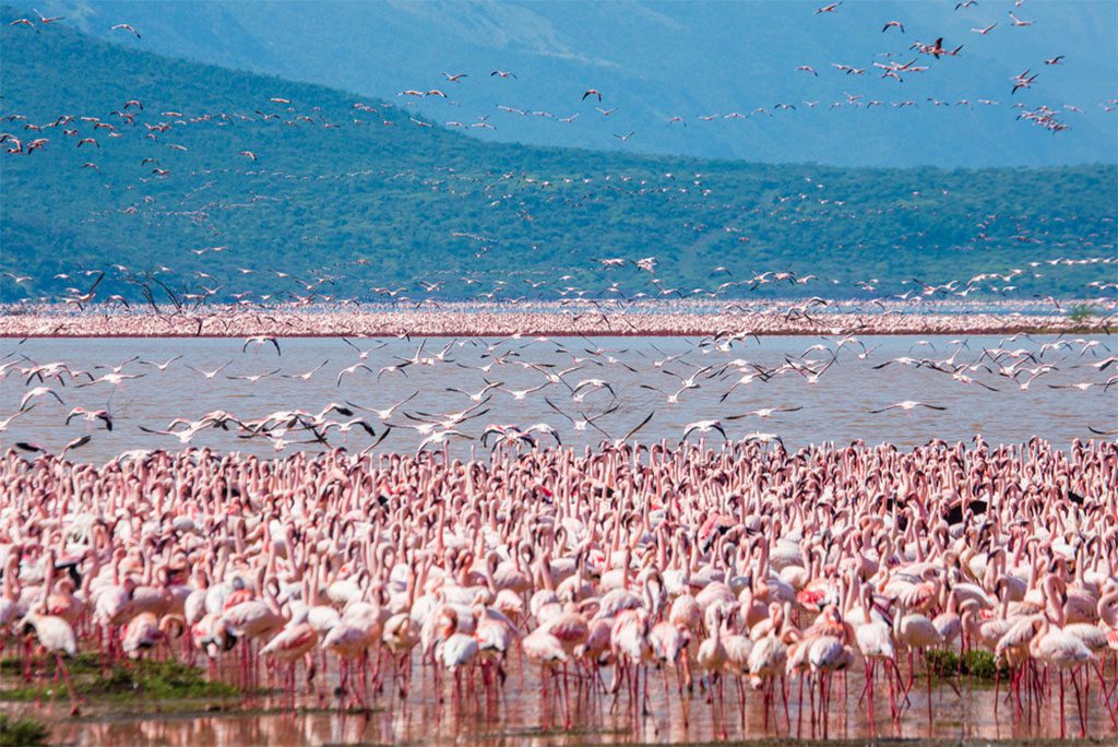Hundreds of thousands of flamingos on the lake in Nakuru National Park, Kenya.