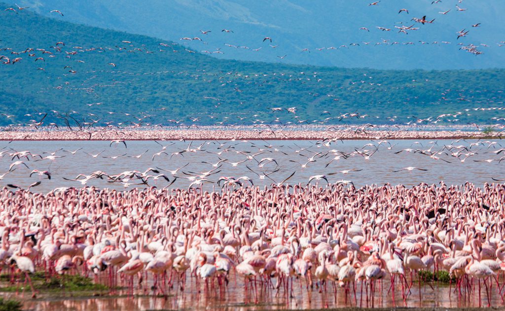 Hundreds of flamingos in Lake Nakuru National Park, Kenya, Africa