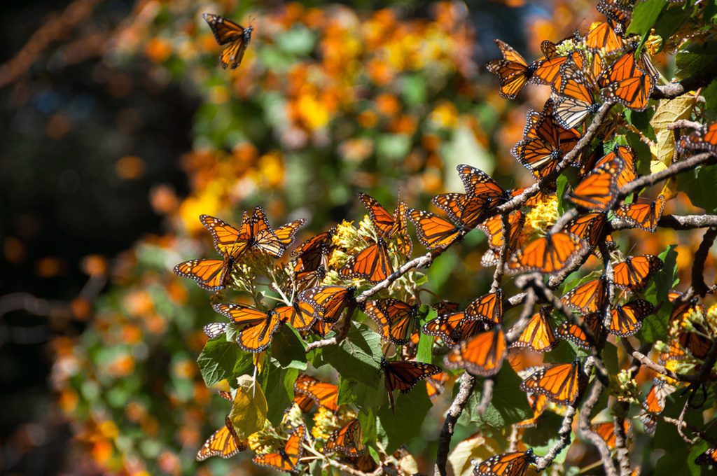 Monarch butterflies in the Michoacan forest, Mexico.