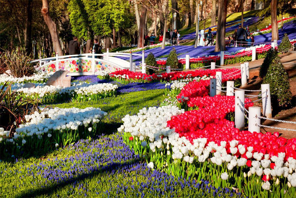 Marvellous tulips in the Gulhane (Rosehouse) park, Istanbul. Beautiful outdoor scenery in Turkey, Europe by Andrew Mayovskyy.