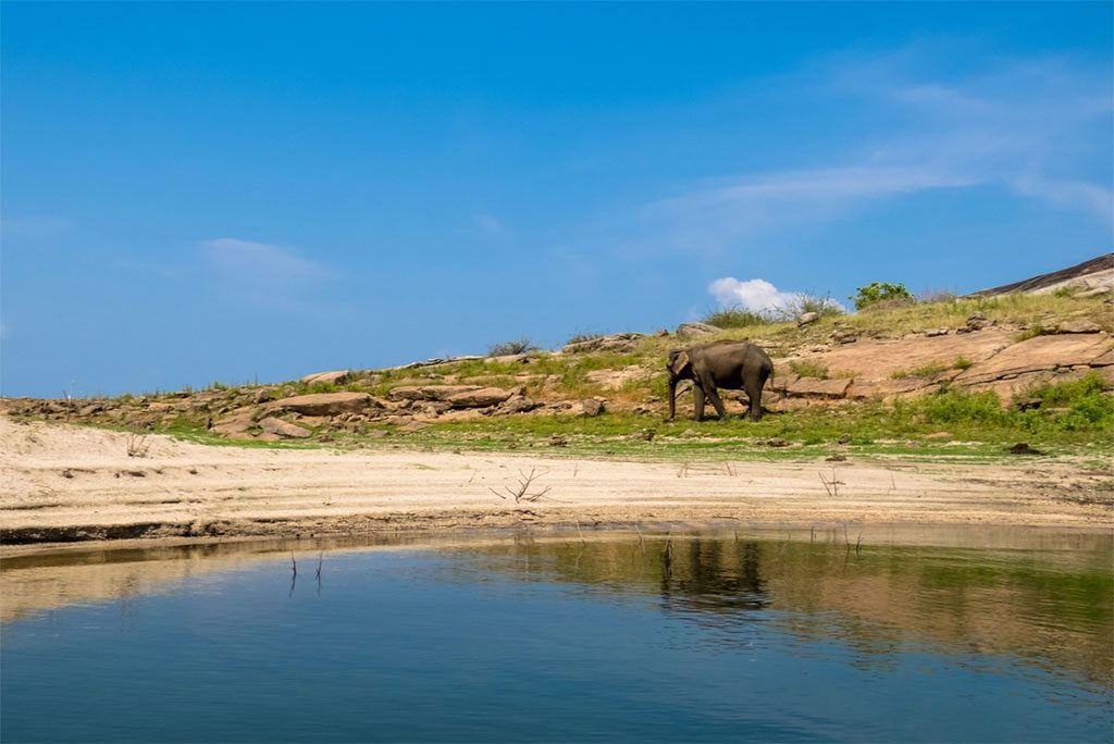 Asian elephant in Gal Oya National Park, Sri Lanka