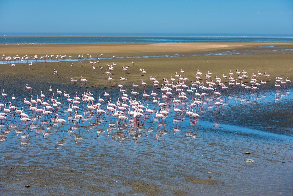 Flock of flamingos at Walvis Bay, Namibia - 15 Top Places to Visit in Namibia
