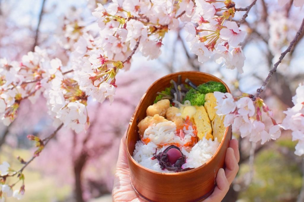  Japanese cherry blossoms and a lunch box with traditional Japanese cuisine