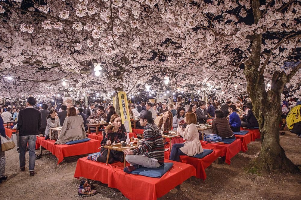 Crowds enjoying cherry blossoms at nighttime Hanami festival