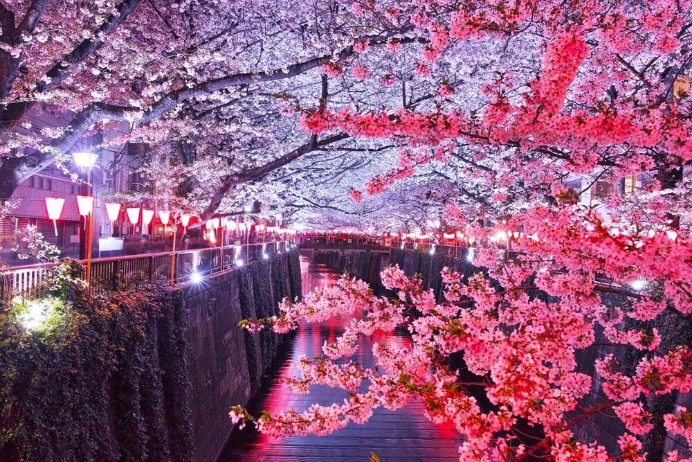 Nighttime view of cherry trees along Meguro River