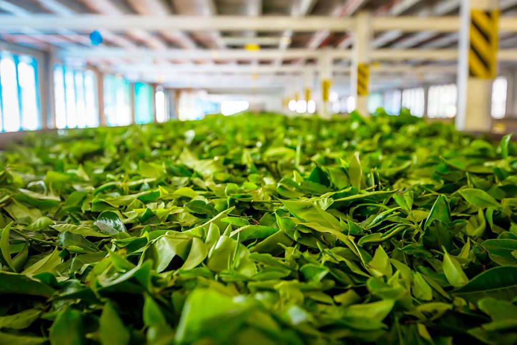 Close-up of fresh tea leaves before drying in a tea factory, Sri Lanka.