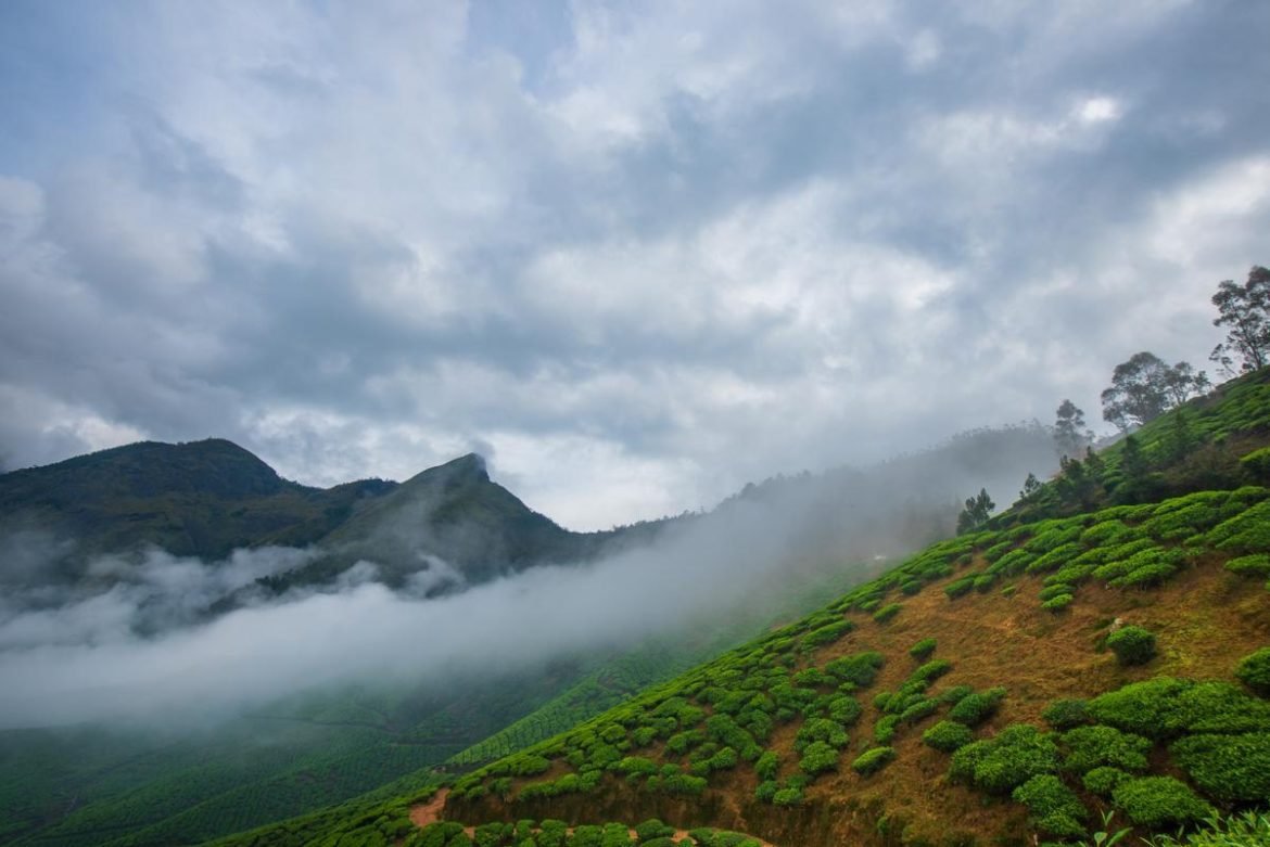 Darjeeling Off Season - Clouds Rolling Over Tea Plantation