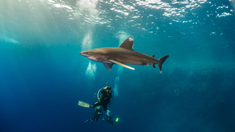 Close encounter with oceanic white tip with scuba diver, Brother Island, Egypt