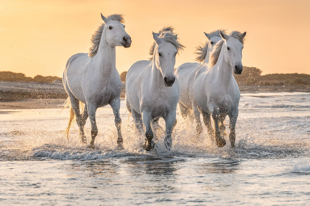 Herd of white horses running through the water in Camargue, France