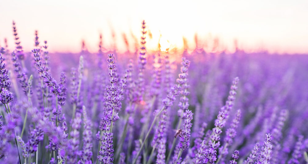 Lavender Fields of Valensole: Fragrant Beauty