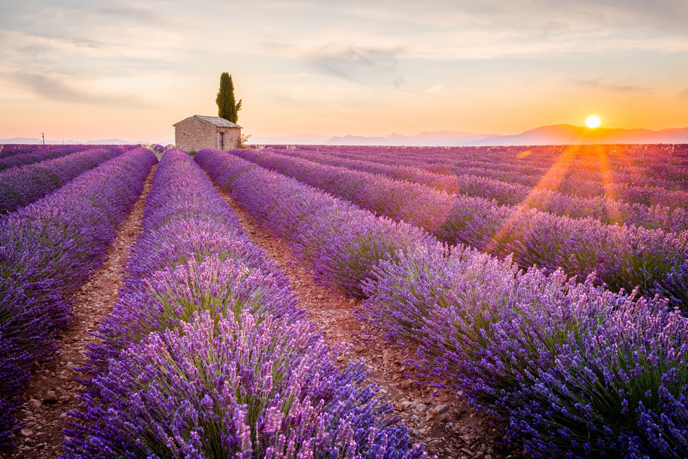 The Lavender Fields of Provence